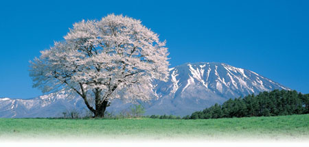 小岩井農場の一本桜